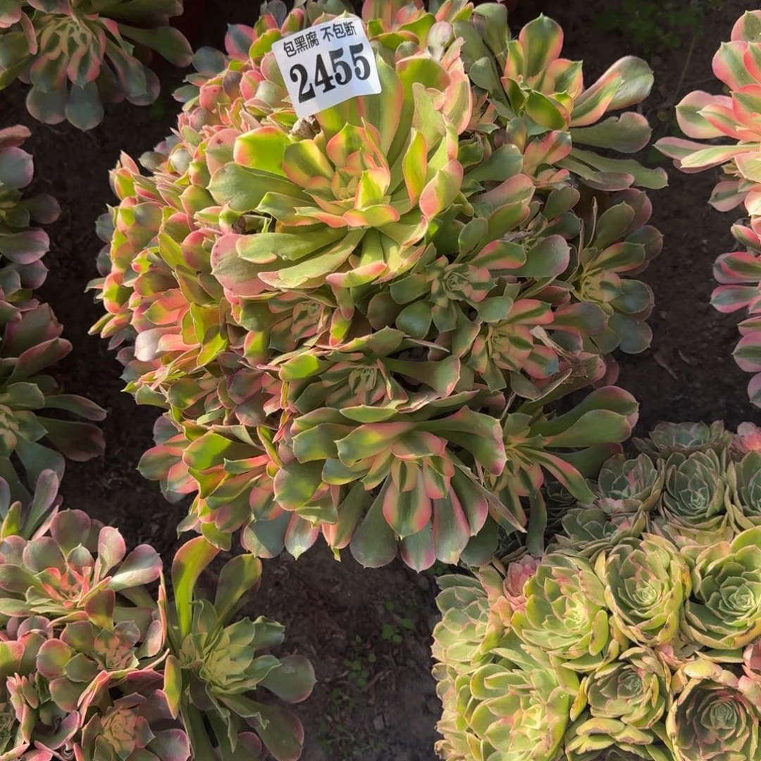 法师香妃16-31 2455