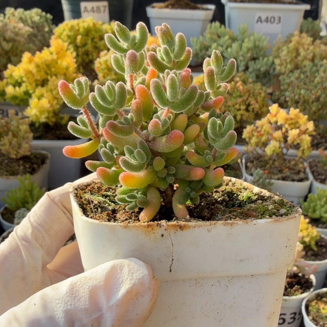 A680红叶枝干一物一拍