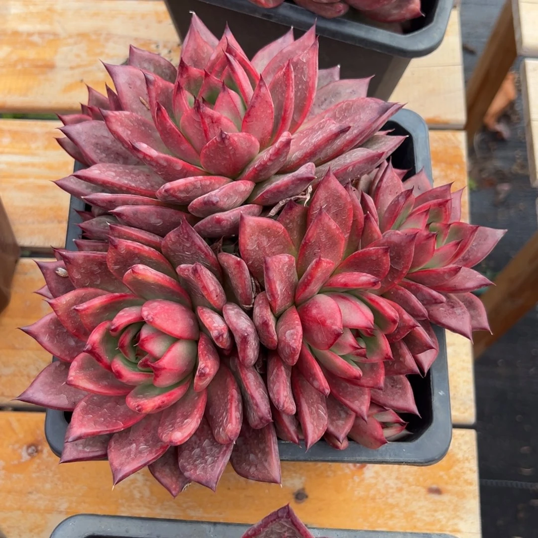 多肉多头粉钻【非偏远满18包邮】