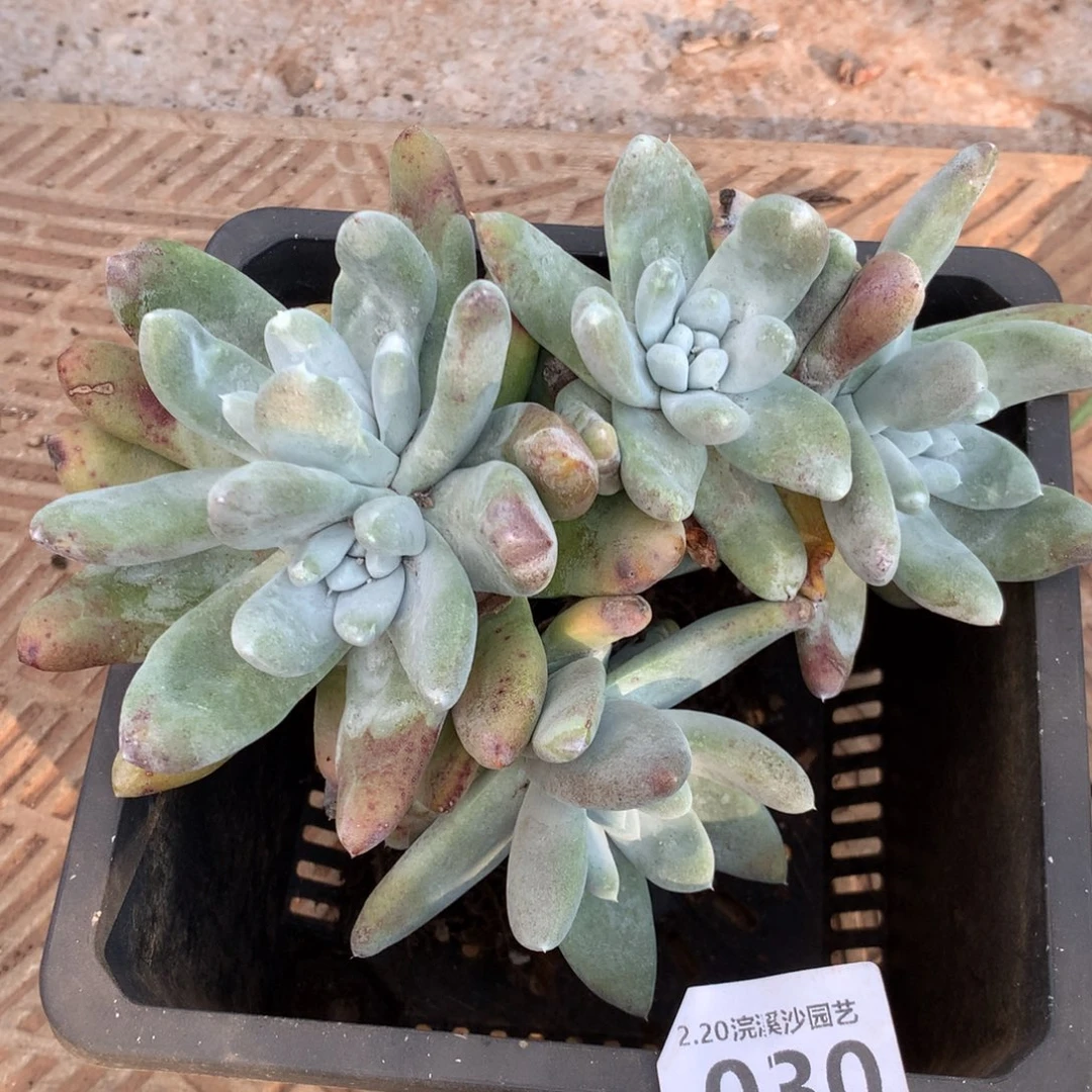 啊**啊拇指030多肉植物