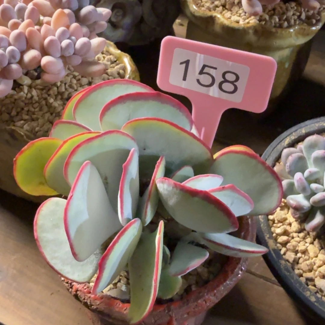 特价白眉111111111111111