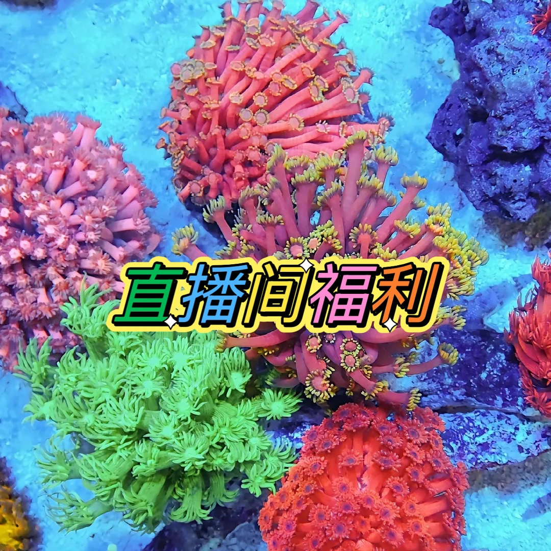 直播间海水观赏物福利专拍链接