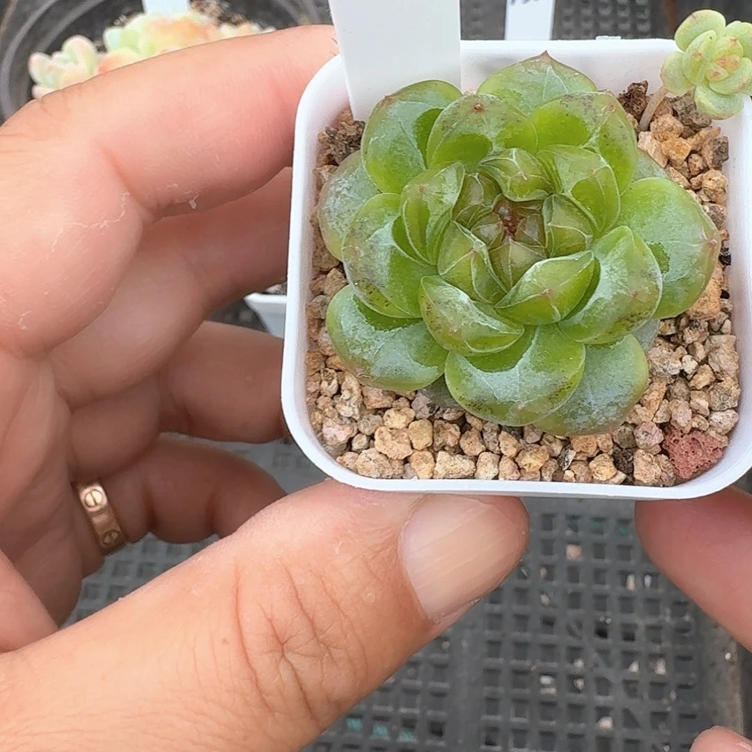 191号甜心109单头带仔