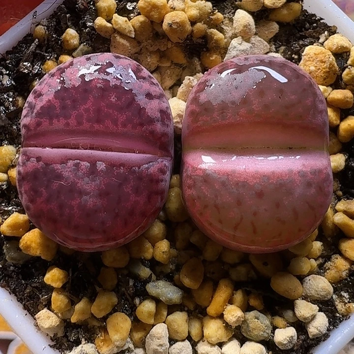 生石花11111。  1.5左右。  252