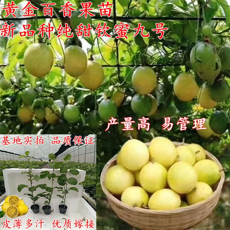 新品种钦蜜九号纯甜黄金百香果树苗四季爬藤当年结果盆栽地栽