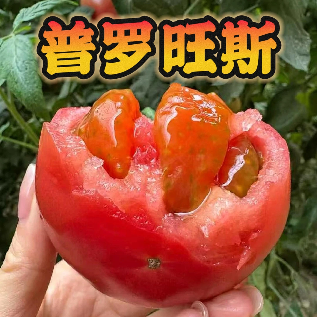 普罗旺斯西红柿新鲜当季陕西泾阳特产番茄西红柿蔬菜沙瓤顺丰京东