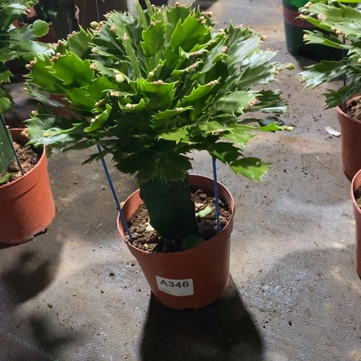 当前无花栽培后可以开花付*茹346嫁接白玛丽