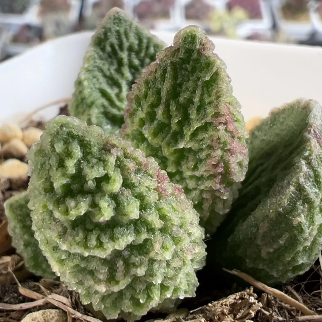 冰之纹实生新品多肉植物水泡多肉植物
