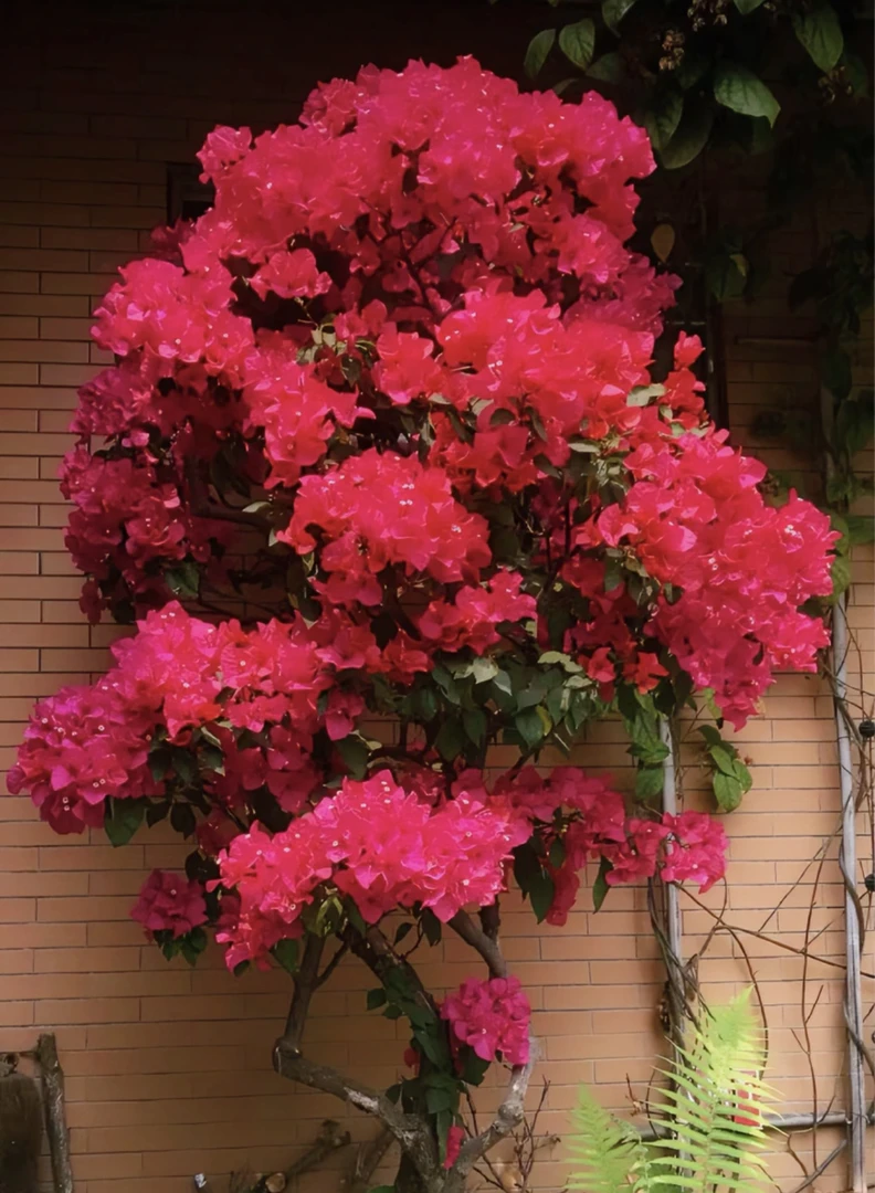 原生老桩同安红原盆原土