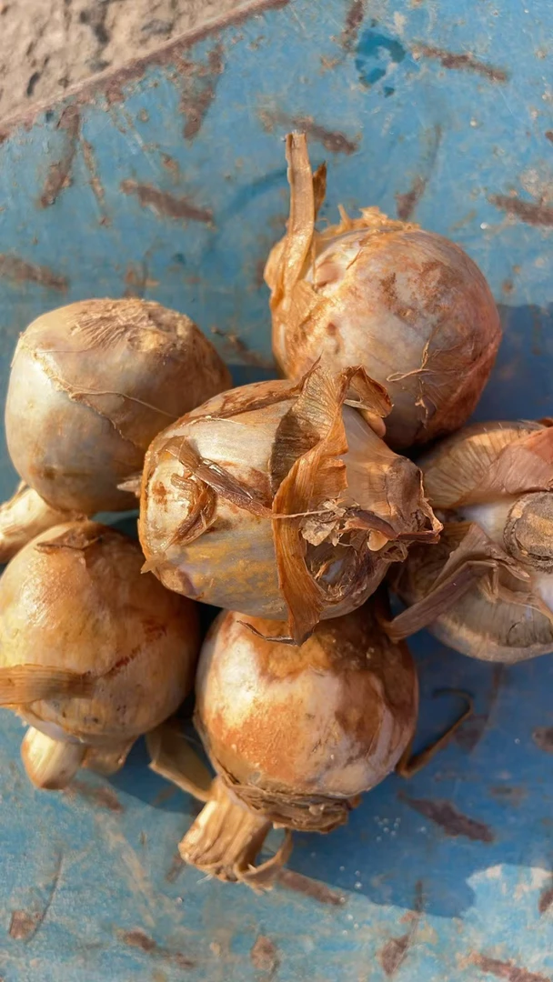 (村官助农)本地茨菇,新鲜茨菇现摘现发。