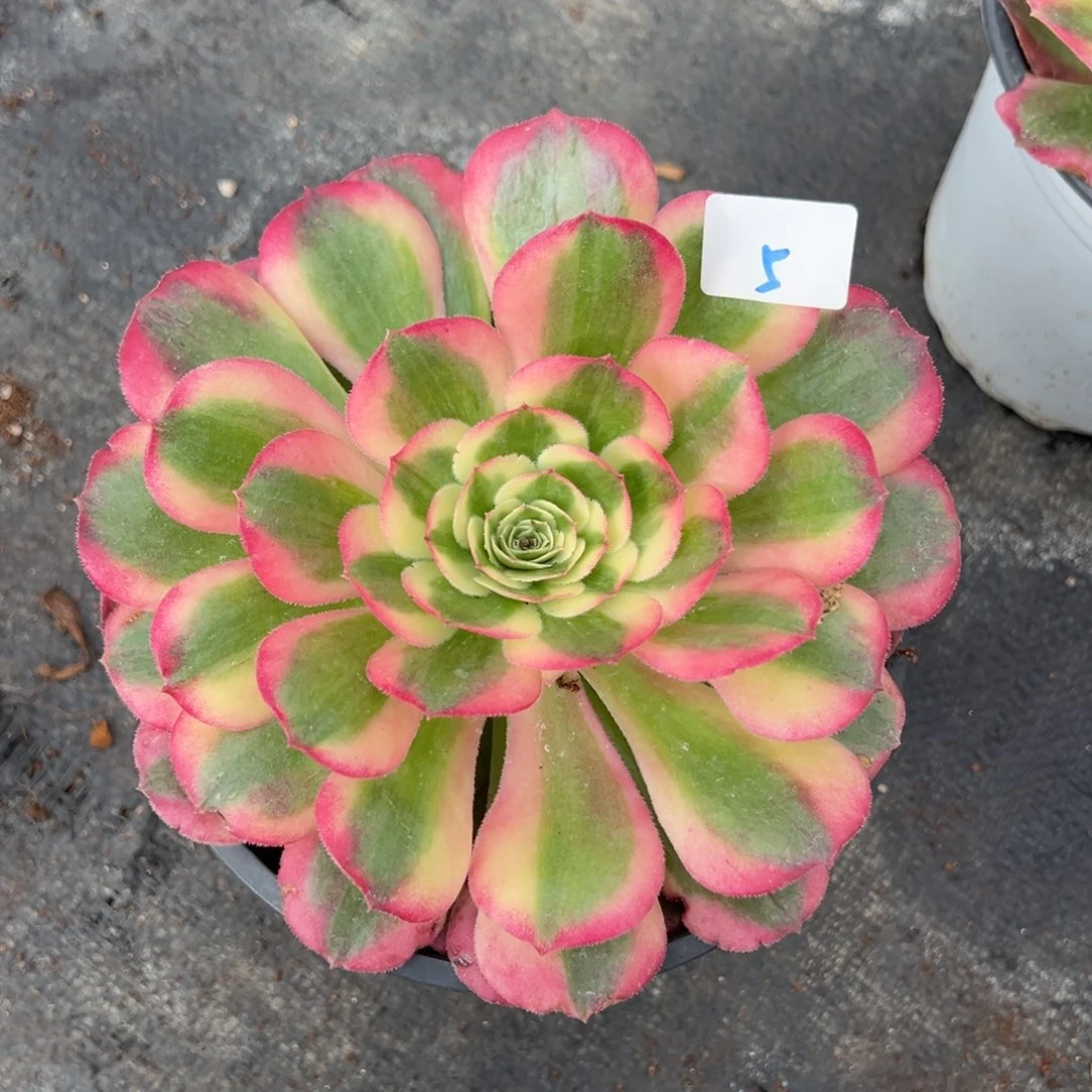 温***生5海棠多肉嘻嘻嘻多肉