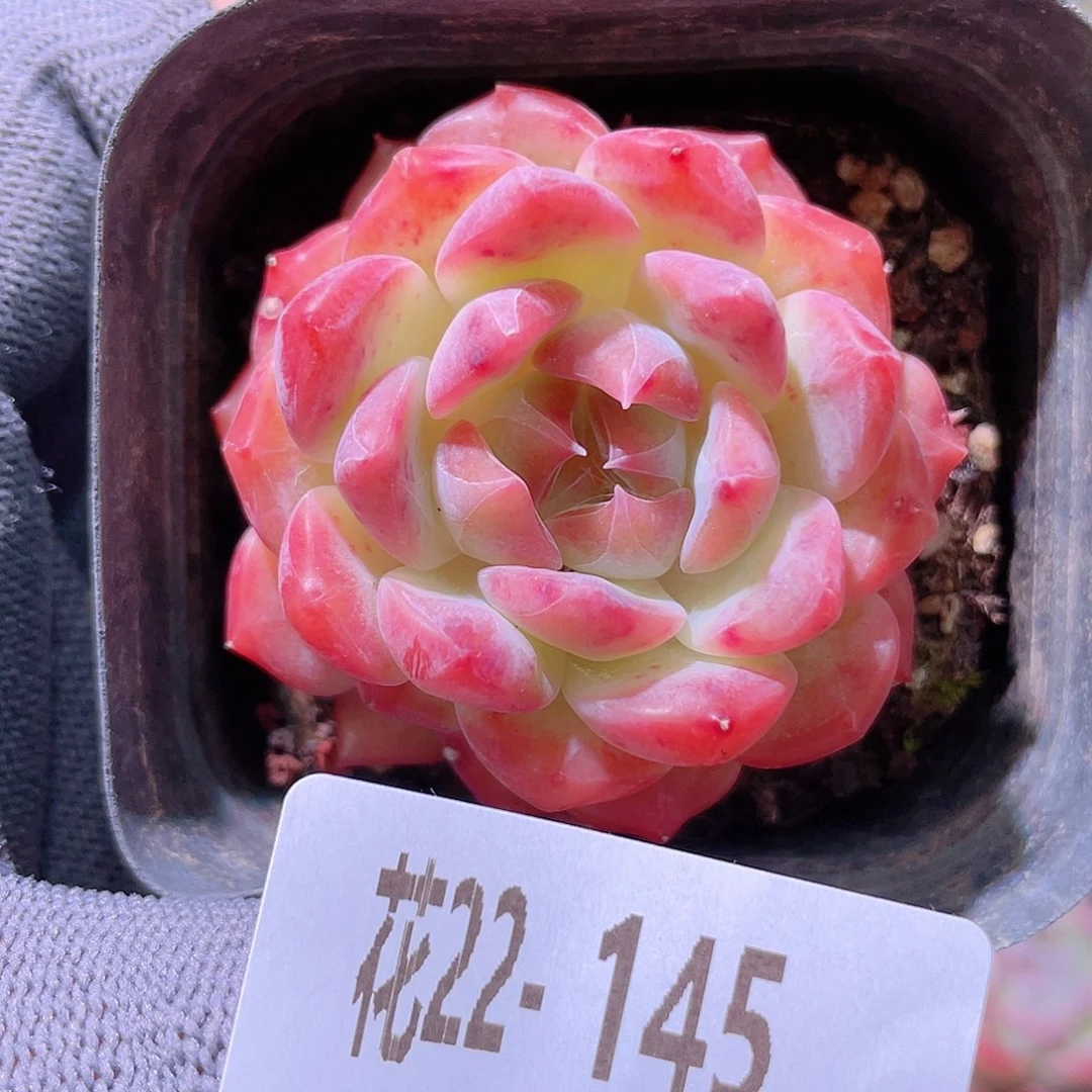 花利美22-145胭脂