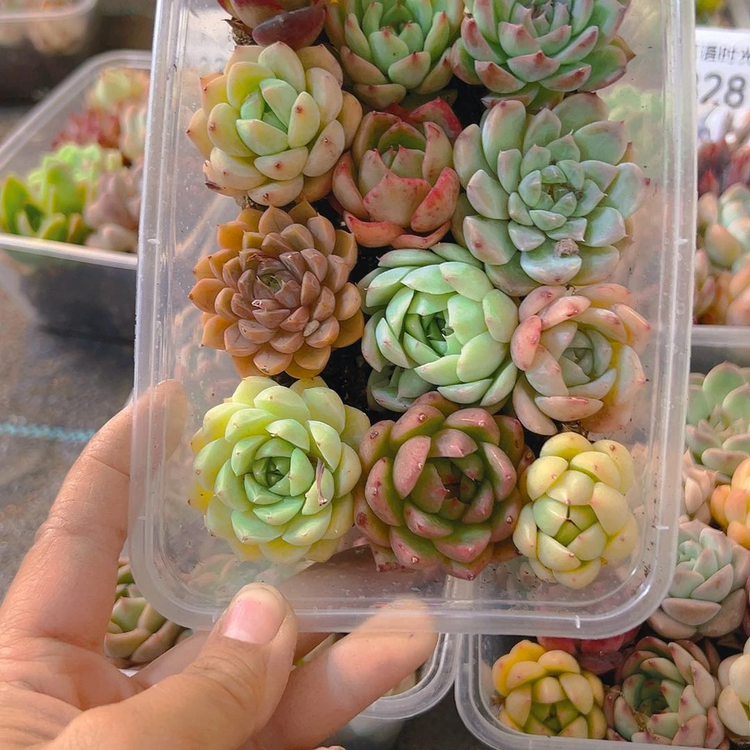 838，拼盘，带盆带土发货