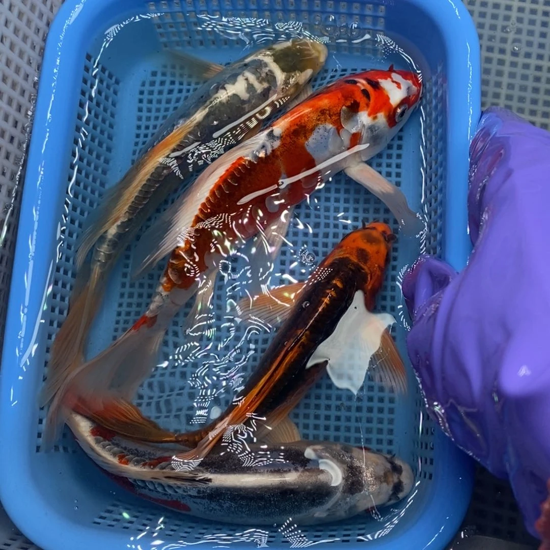 锦鲤冷水锦鲤包邮