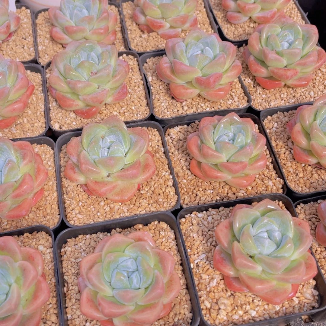 量拍2号 肥胖樱花钻石冰玉单头一个