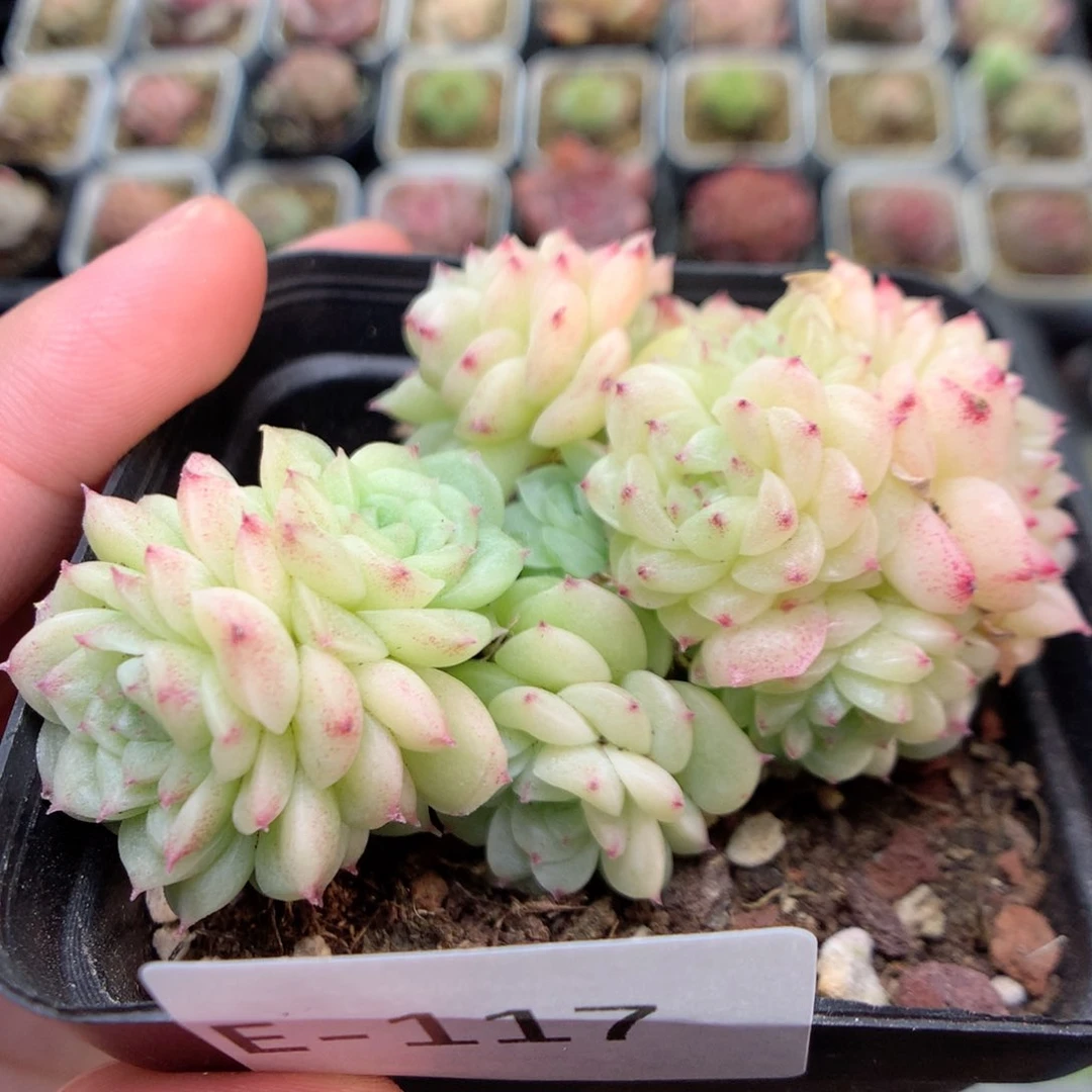 E117特优一号两群