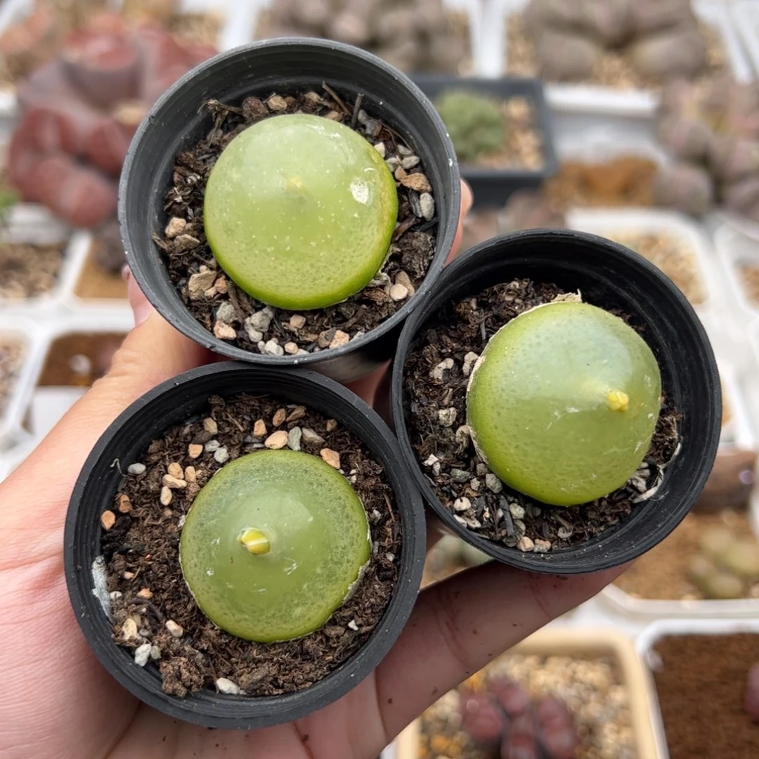 在***儿088号灯泡 3颗 多肉植物