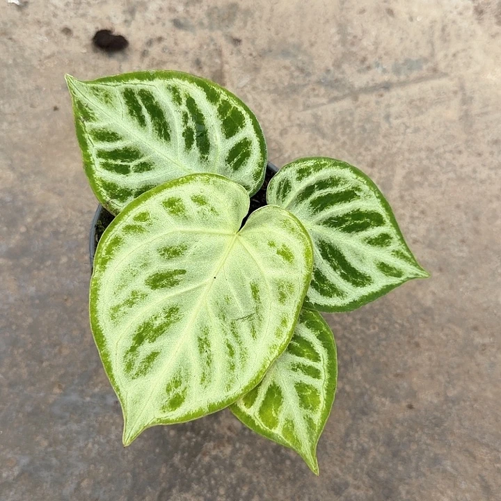 绳***宝完全开放一物一拍N12