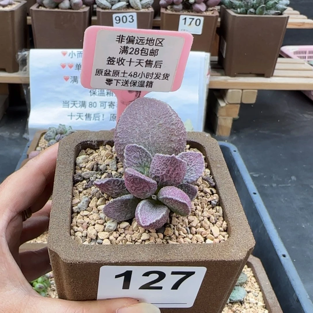 127哈莫猪肝多肉植物