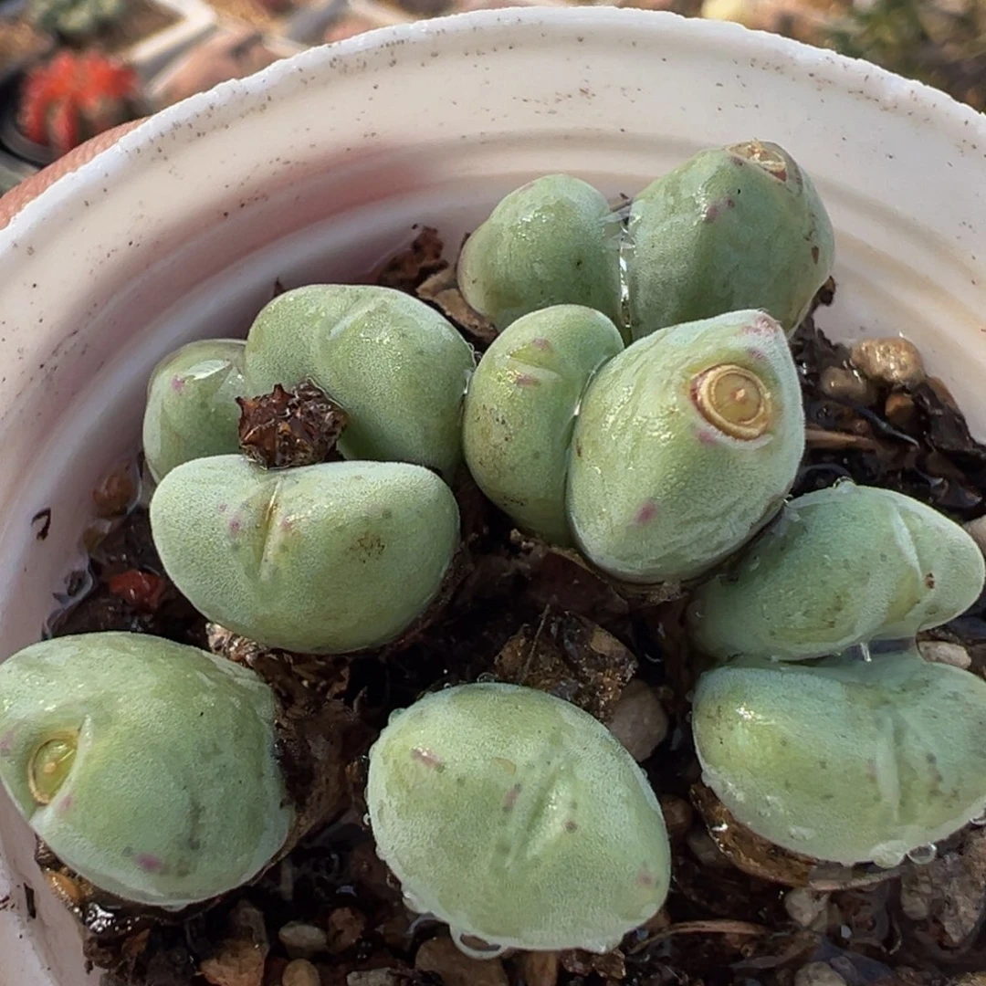 852多肉植物种类多样