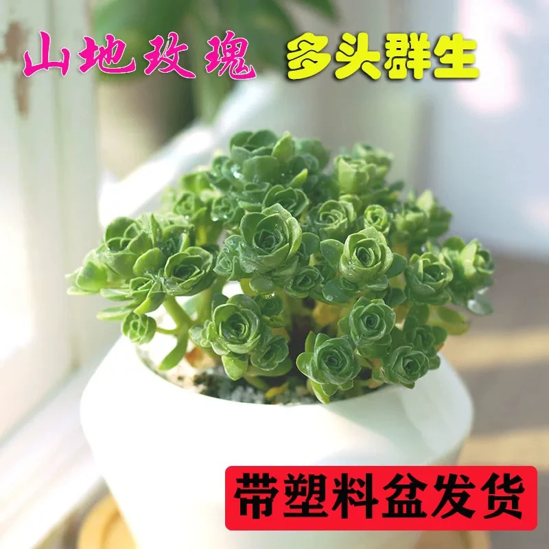 （满15元包邮）山地玫瑰多肉