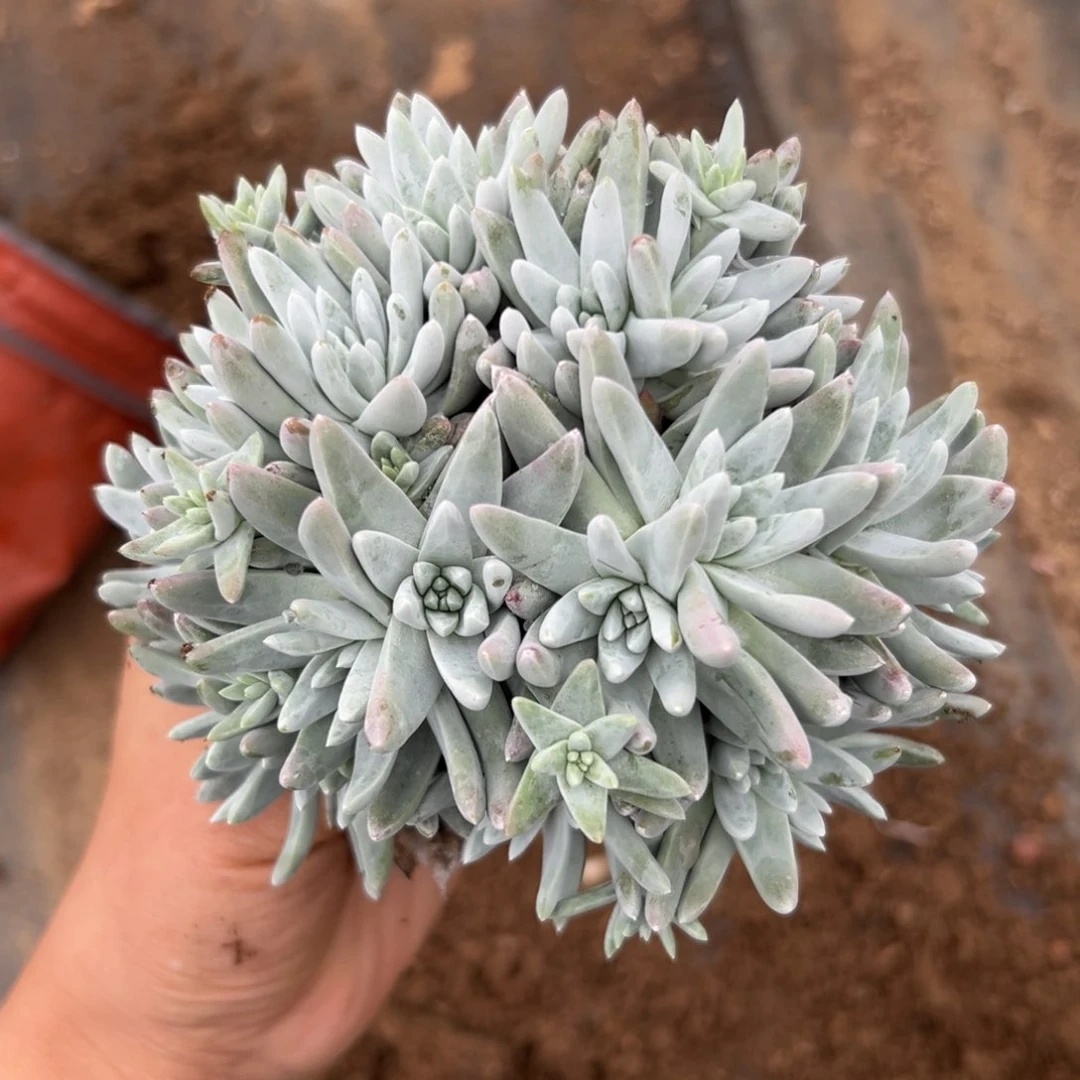 多肉植物中央音乐学院，