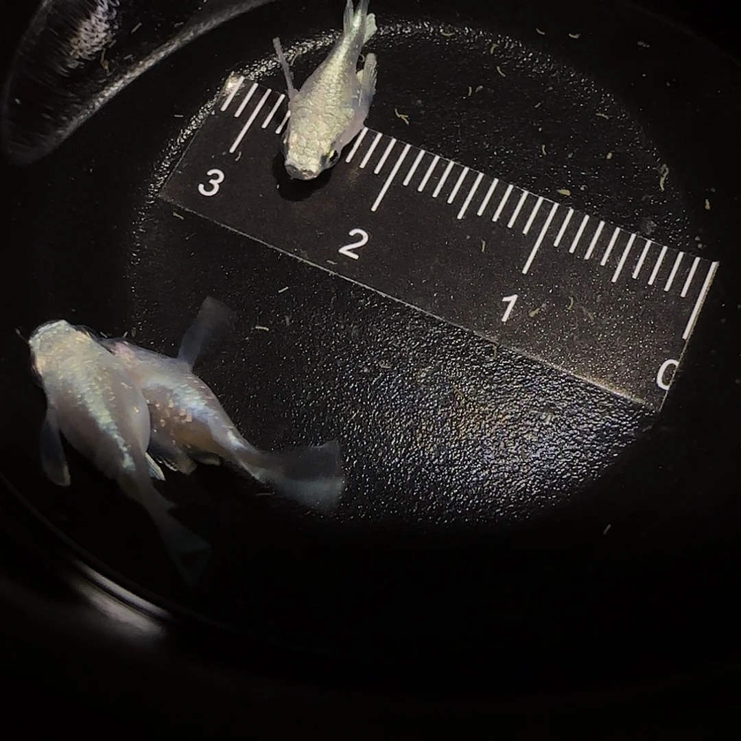 青鳉鱼一物一拍826