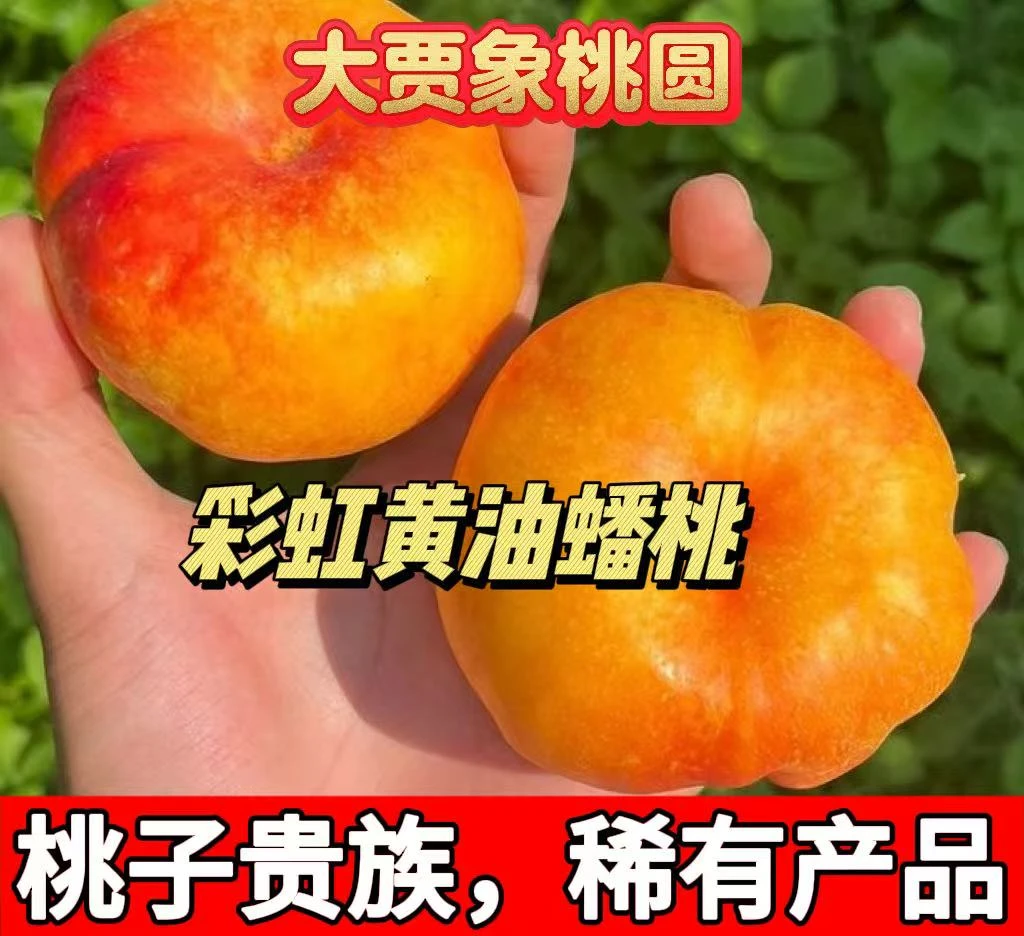 大贾象桃园彩虹油蟠桃新鲜夏日应季水果皮薄甜嫩多汁现摘大黄桃