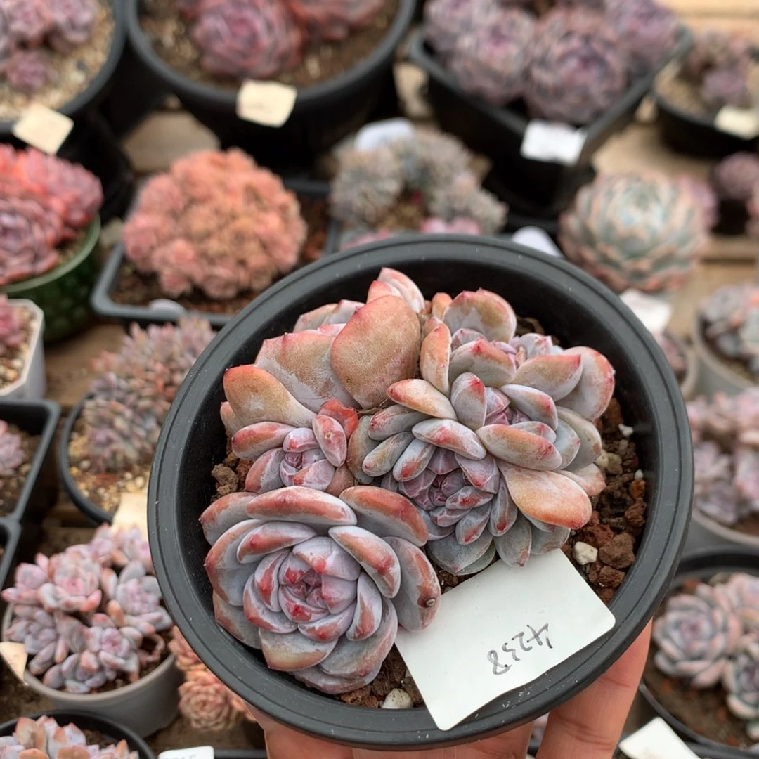 九厘米有砍七头紫皮石榴籽朵 缀 4328