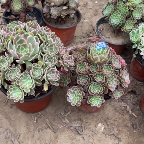 503多肉植物组合，