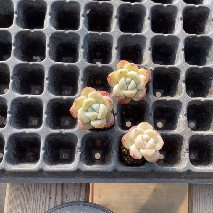 L*L冰玉单头3颗专拍