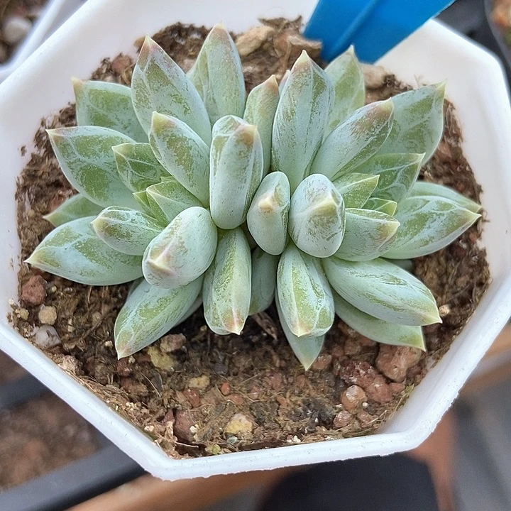 多肉去伊丽莎白850
