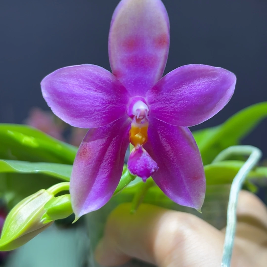 大部分开放少量花苞永利香奈儿