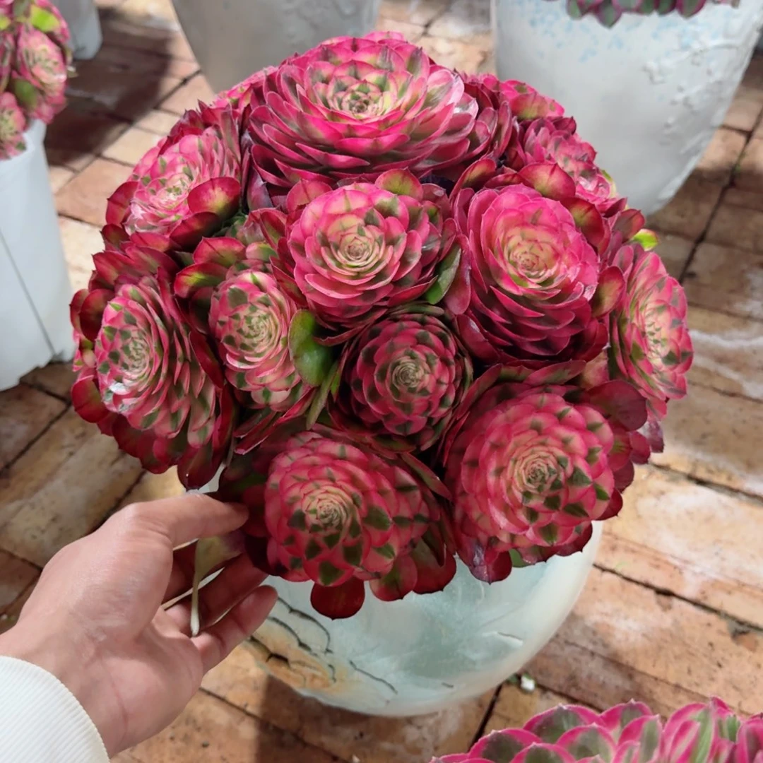 〽️多肉植物发货发货