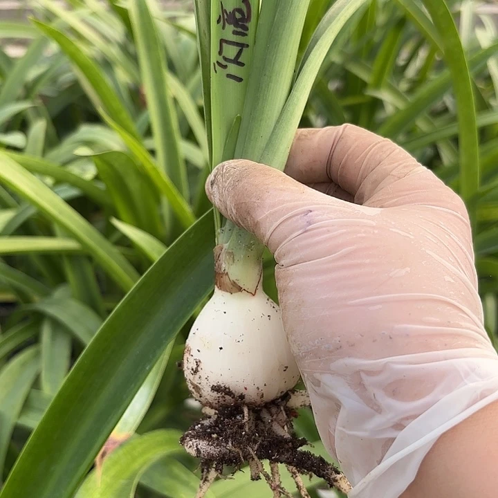 澳朱闪亮4+带土福利