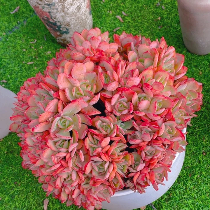 谢谢你的支持0000068