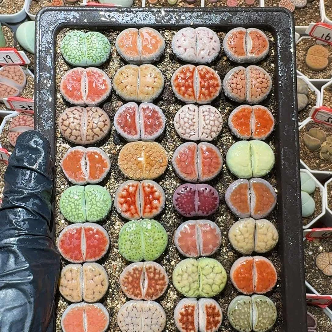 生石花的季节111111111。   285