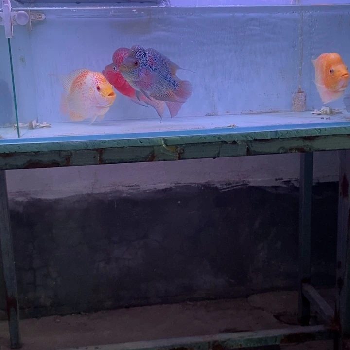 海水鱼鸿运罗汉一条aaa