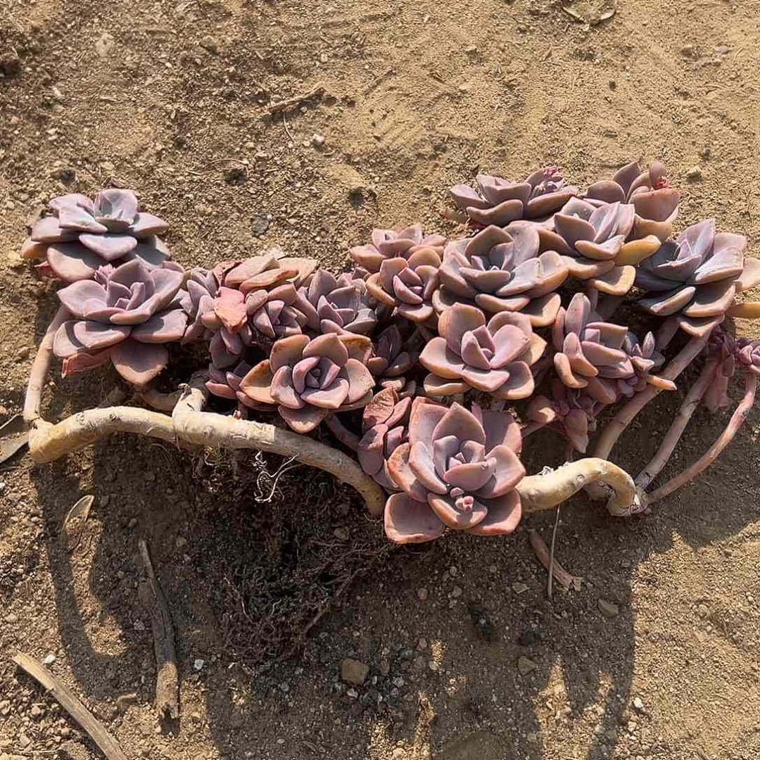 多肉植物彩虹糖有砍