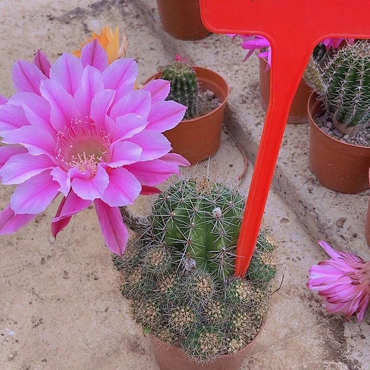 我***肉仙人掌彩草A0 46摘花脱土发货