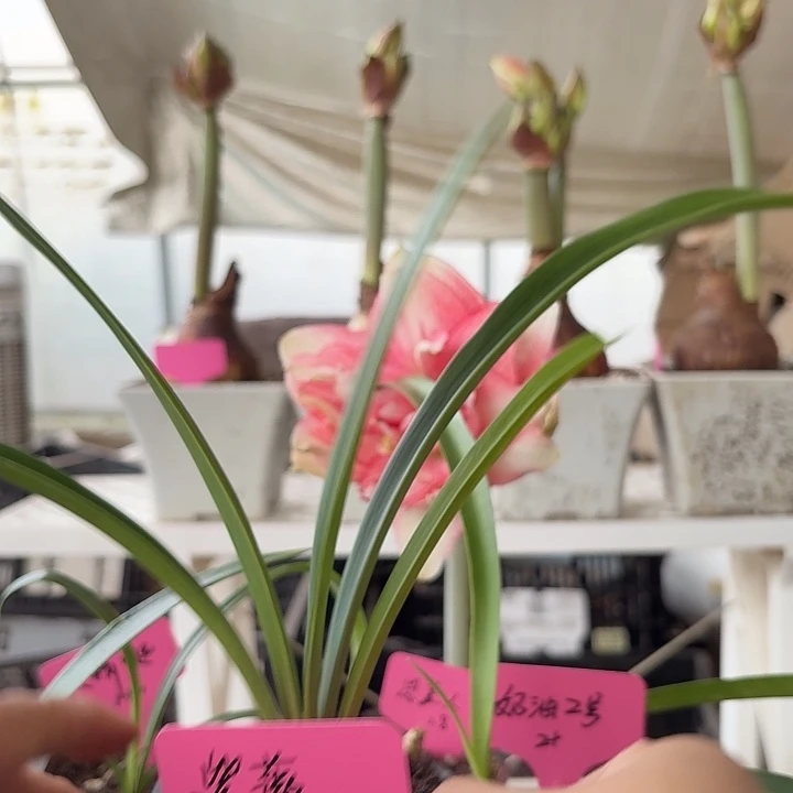 无花朵紫薇直径3cm朱顶红