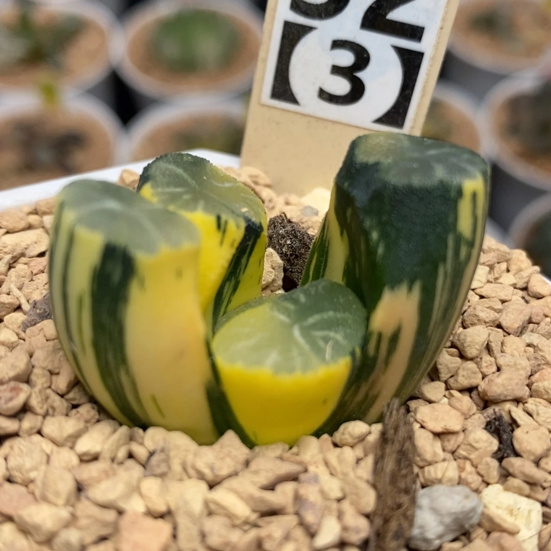 52白妙万象锦一物一拍