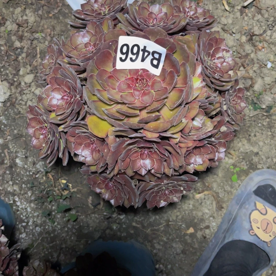 千面男爵28/////47包邮