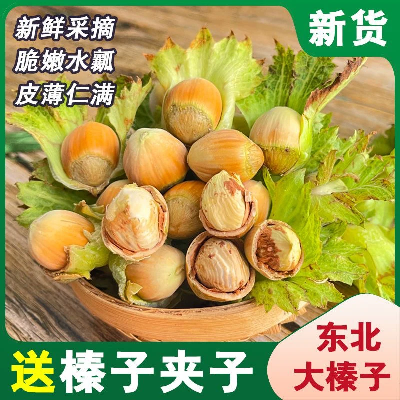 脱皮新鲜水仁大榛子东北产地直供品质好农家自产5斤包邮