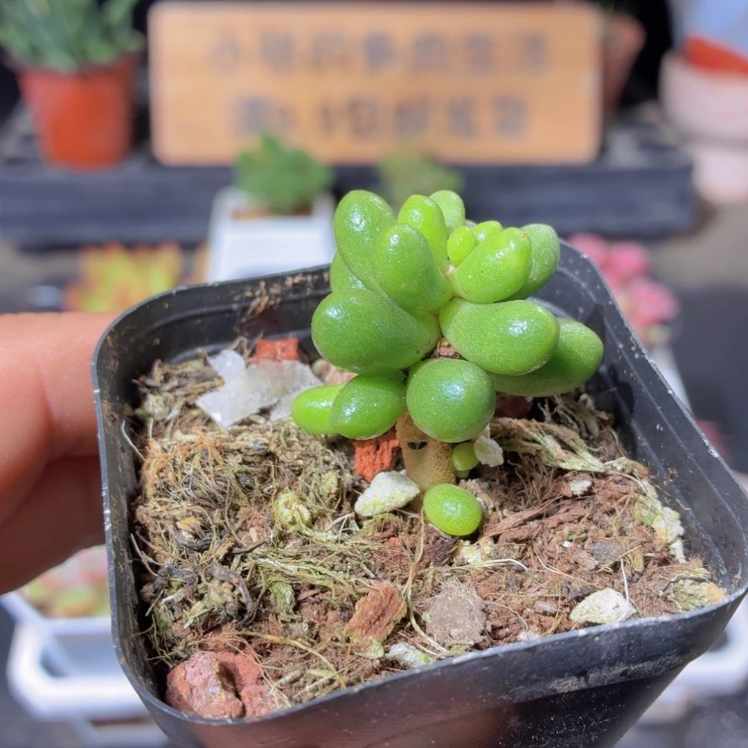 绿龟卵多肉9.9包邮发货