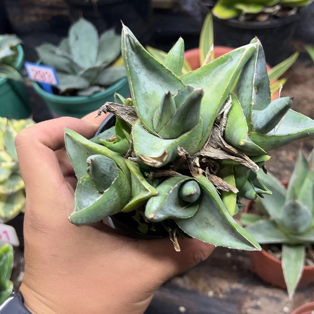 普米拉龙舌兰大群