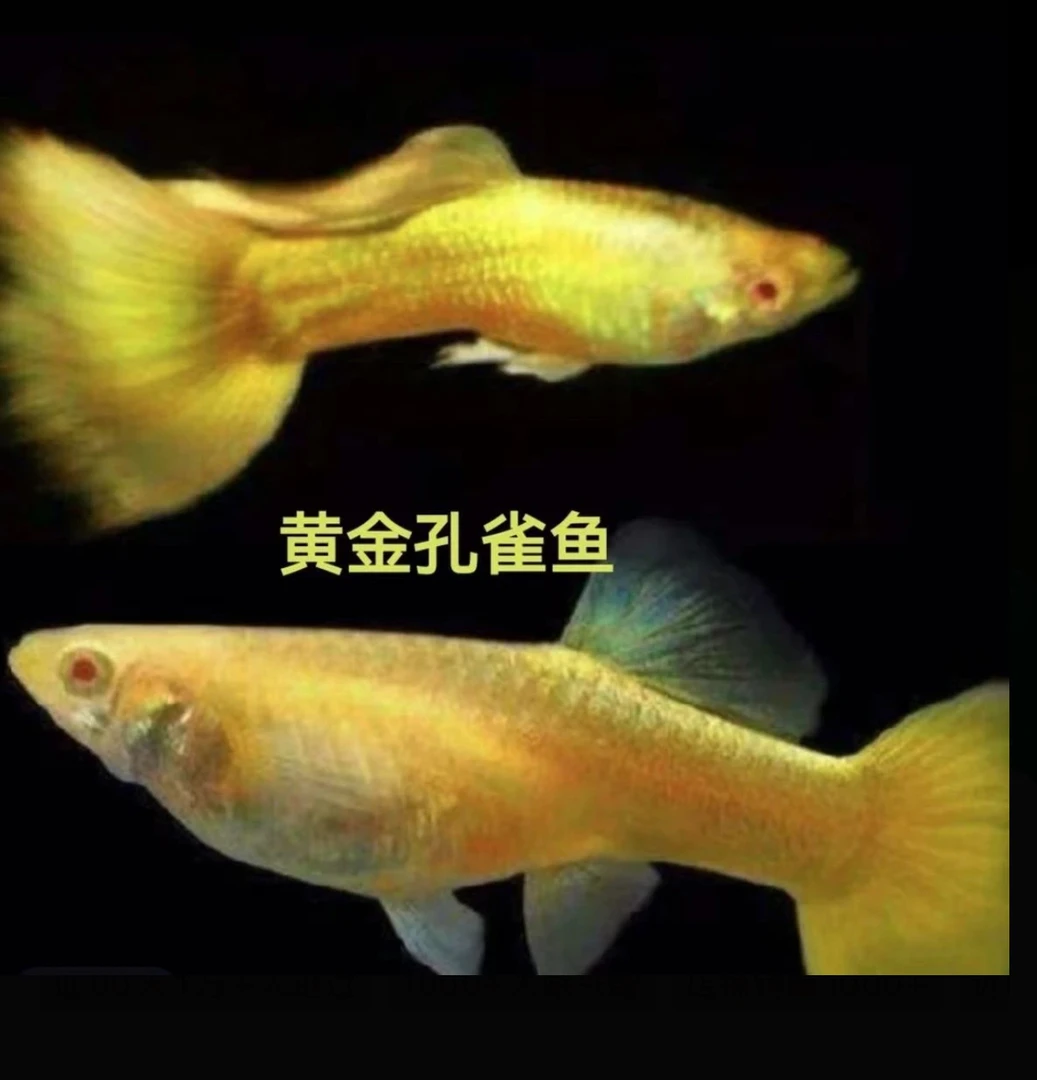 精品黄金满鳞孔雀鱼满鳞皮实小型观赏淡水鱼
