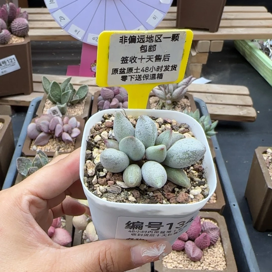 134白糖豆多肉植物