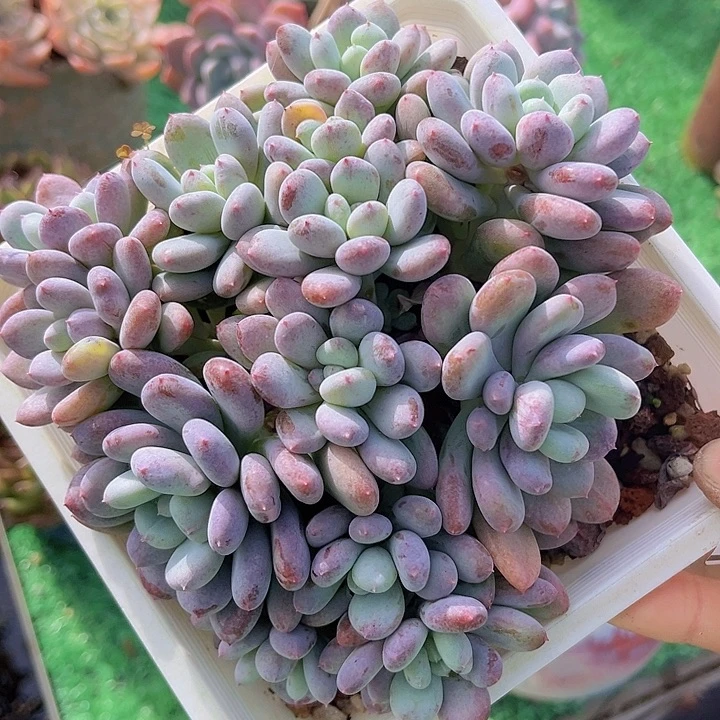 香香雪石化1268多肉植物