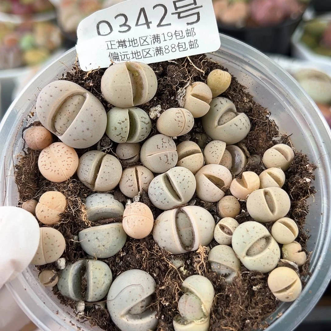 好养易活生石花大母本0342